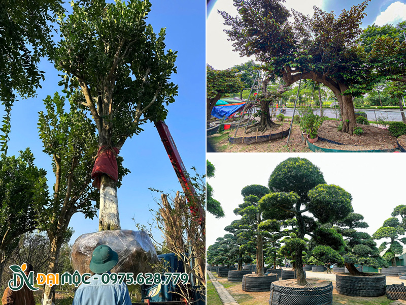 Thi công trồng các loại cây cổ thụ đã dâm ủ kỹ