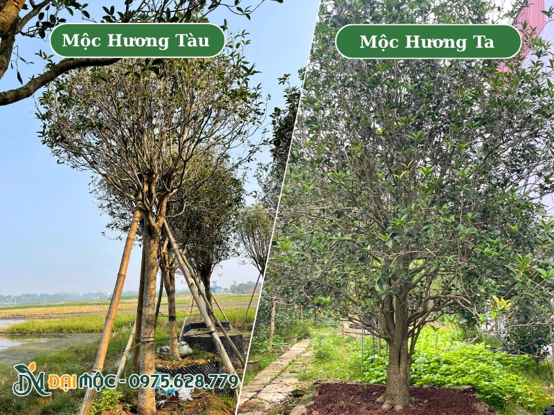 Hai loại mộc hương cổ thụ đã dâm ủ kỹ tại vườn Đại Mộc