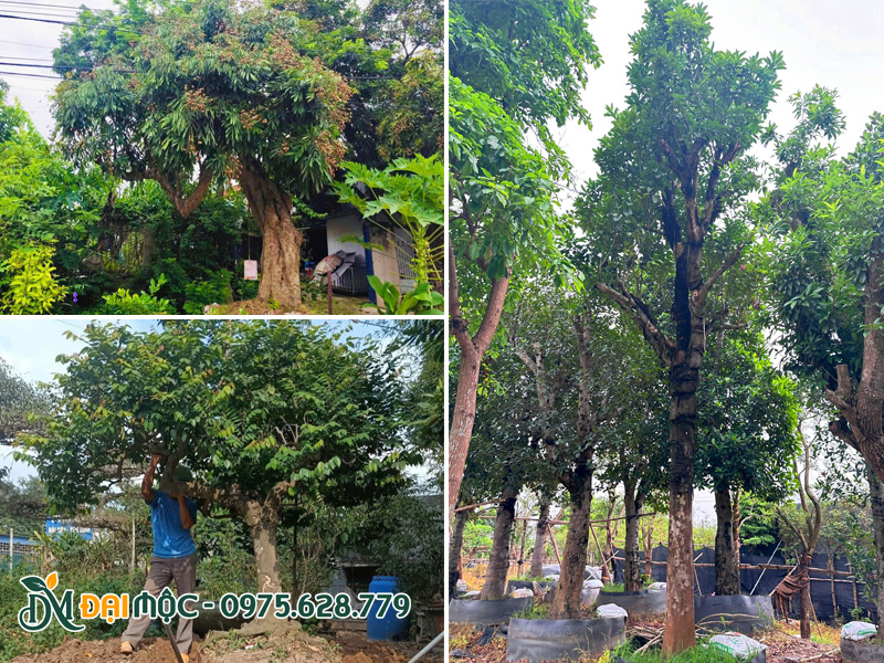 Các loại cây ăn quả cổ thụ trồng sân vườn biệt thự
