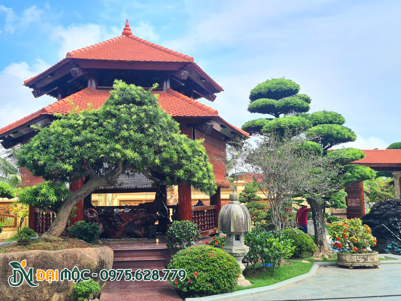 Chọn cây biệt thự phù hợp với phong cách kiến trúc