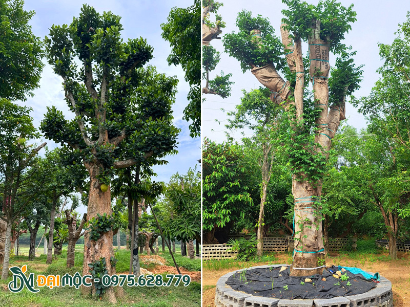 Chọn mua cây cổ thụ trồng biệt thự đã dâm ủ kỹ