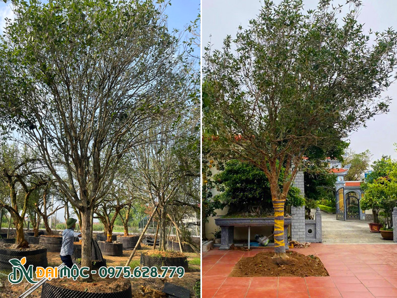 Cây mộc hương cổ thụ trồng trước sân nhà thợ họ