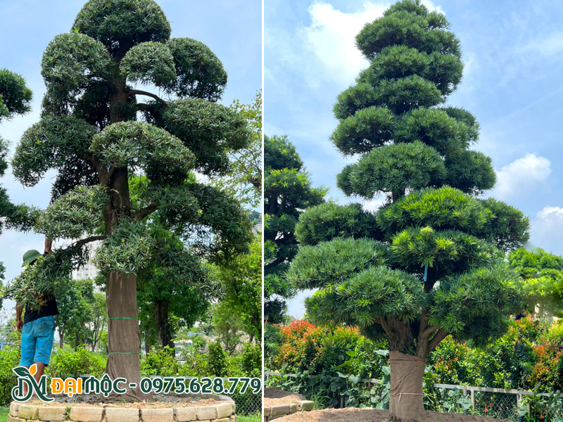 Những cây tùng la hán cổ thụ dáng trực chiều cao 5 - 6m