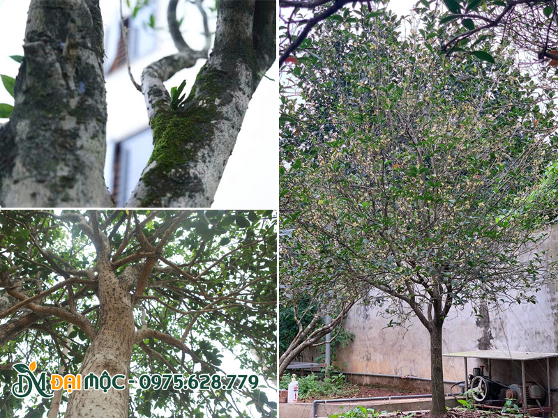 Cành lá cây mộc hương ta cổ thụ