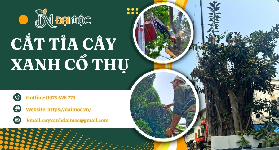Cắt tỉa cây xanh cổ thụ giữ phom dáng, khống chế chiều cao