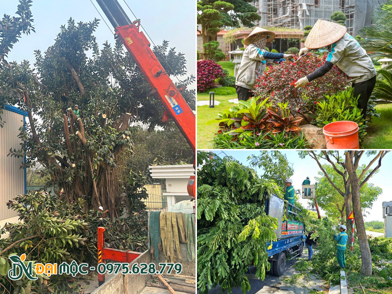 Cắt tỉa cây xanh cảnh quan sân vườn
