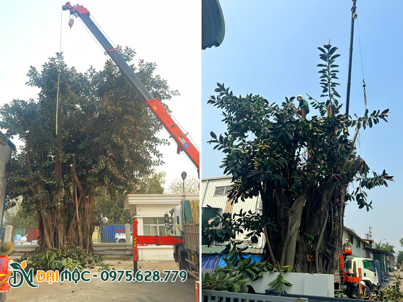 Cắt tỉa cây đa búp đỏ đại thụ cho khuôn viên nhà máy