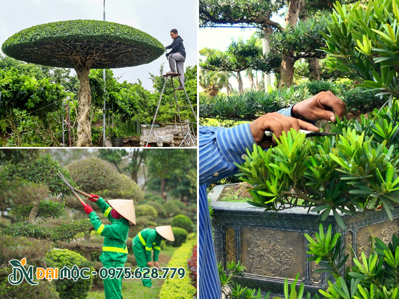 Tiến hành cắt tỉa cây xanh cổ thụ tâm linh, duy trì phom dáng đẹp