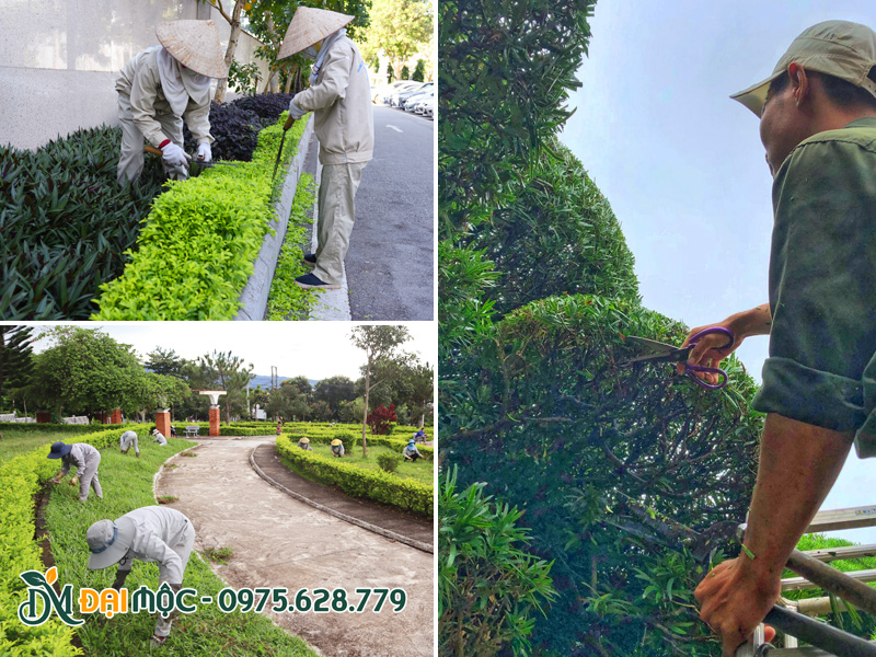 Tiến hành cắt tỉa cây xanh cổ thụ, cây trồng viền, cây cảnh để duy trì cảnh quan