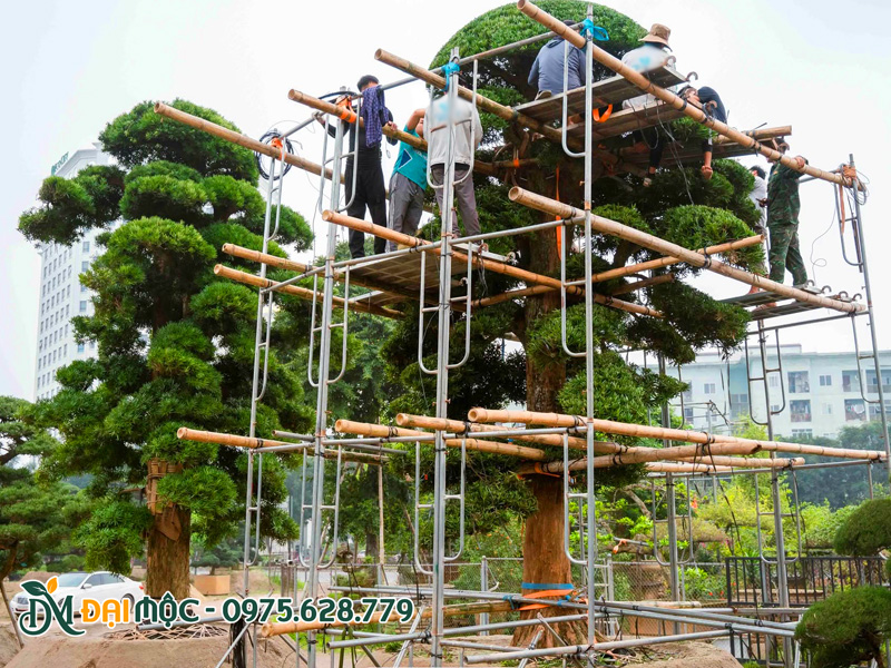 Cắt tỉa giữ phom dáng cho cây cảnh cổ thụ