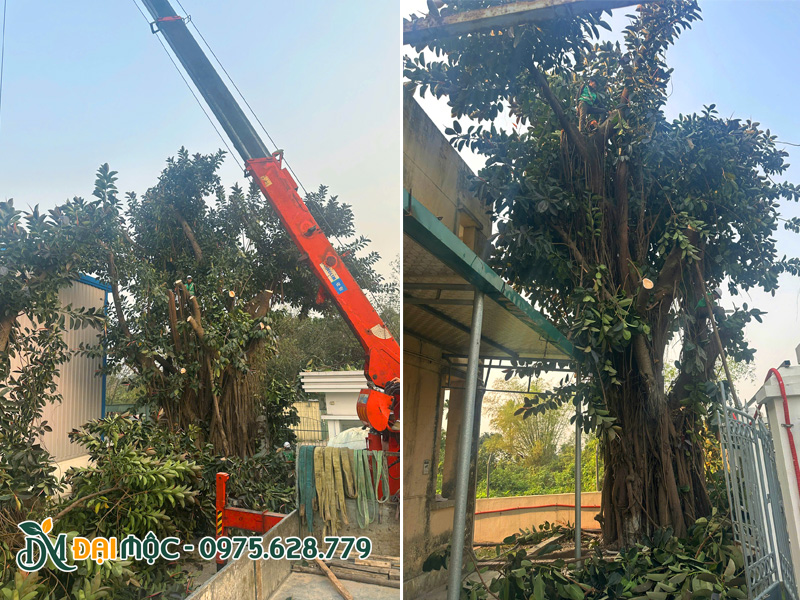 Dịch vụ cắt tỉa cây xanh bóng mát cổ thụ nhằm hạ độ cao, thu gọn tán