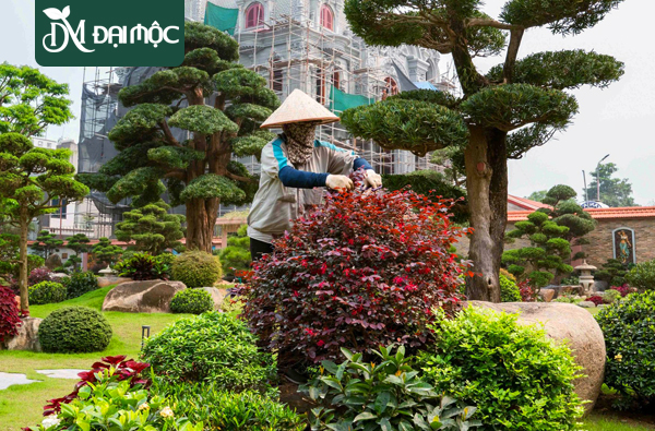 Cắt Tỉa Cây Xanh