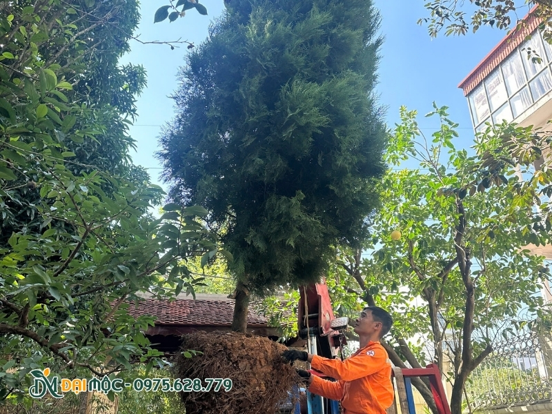 Thực hiện hạ thổ cây hoàng đàn tuyết cổ thụ