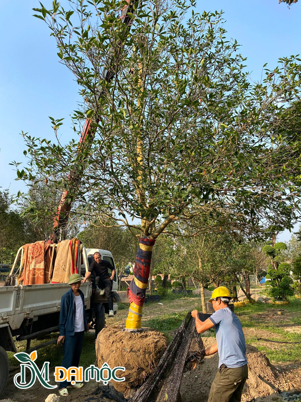 Xe cẩu tự hành đang nâng cây mộc hương cổ thụ thoát thân 2m lên thùng xe