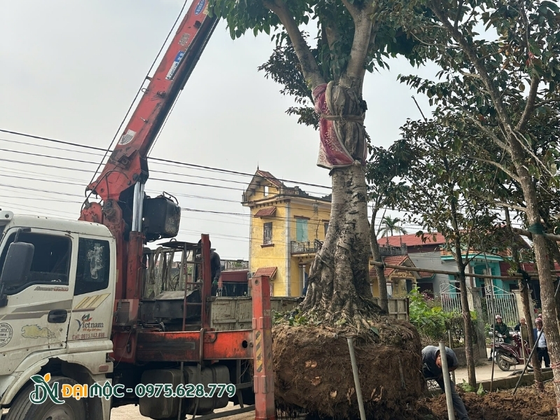 Hạ cây đại thụ đến vị trí trồng mới