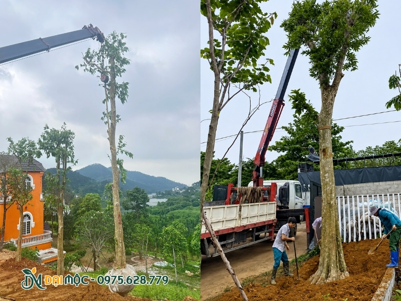Cẩu hạ từ từ từng gốc săng lẻ vào hố trồng