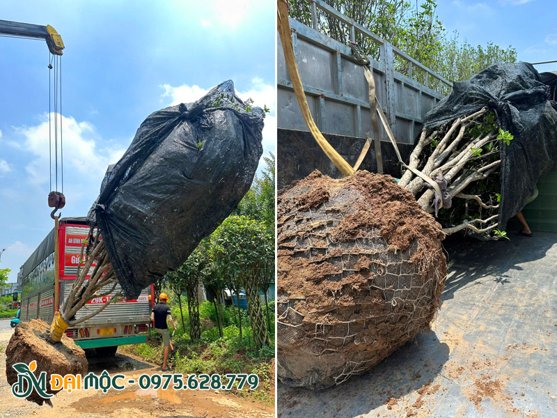 Vận chuyển cây mộc hương cổ thụ bằng xe tải thùng siêu trường, siêu trọng