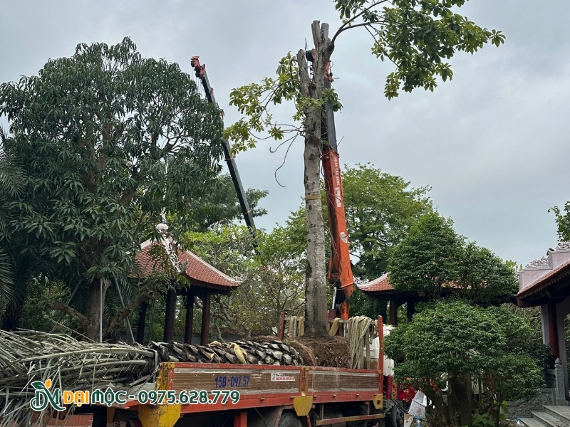Cây sala được cẩu ra ngoài đúng kỹ thuật
