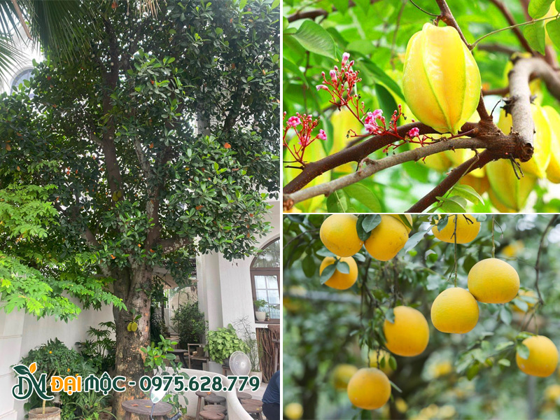 Các loại cây ăn quả cổ thụ trồng sân vườn biệt thự phổ biến