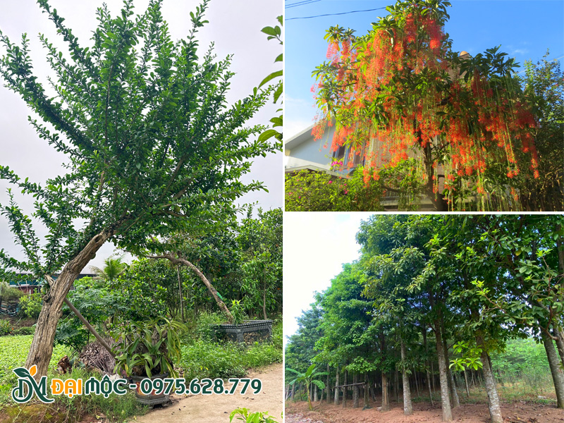Các loại cây bóng mát trồng sân vườn biệt thự