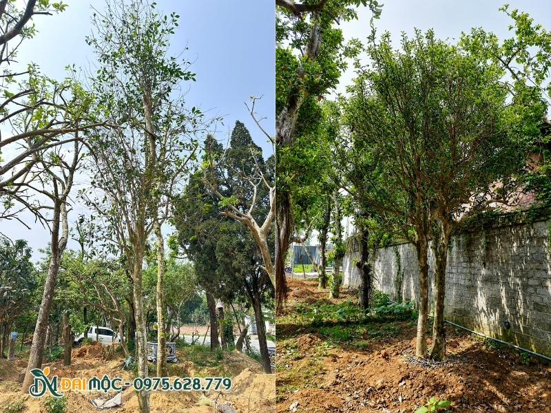 Gốc cây chè cổ thụ to, đẹp tại vườn