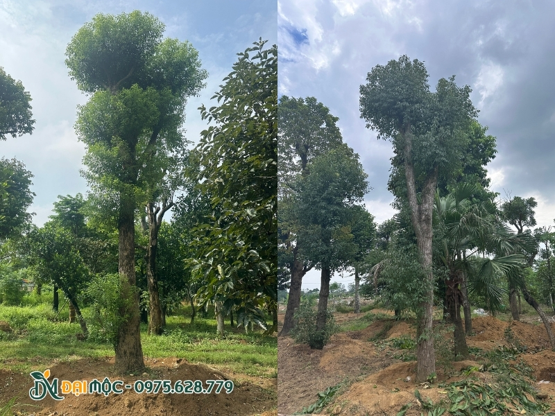 Form dáng cây long não cổ thụ vô cùng ấn tượng