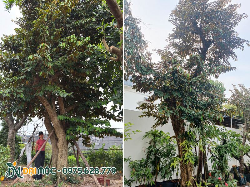 Cây vú sữa cổ thụ đường kính gốc trên 35cm