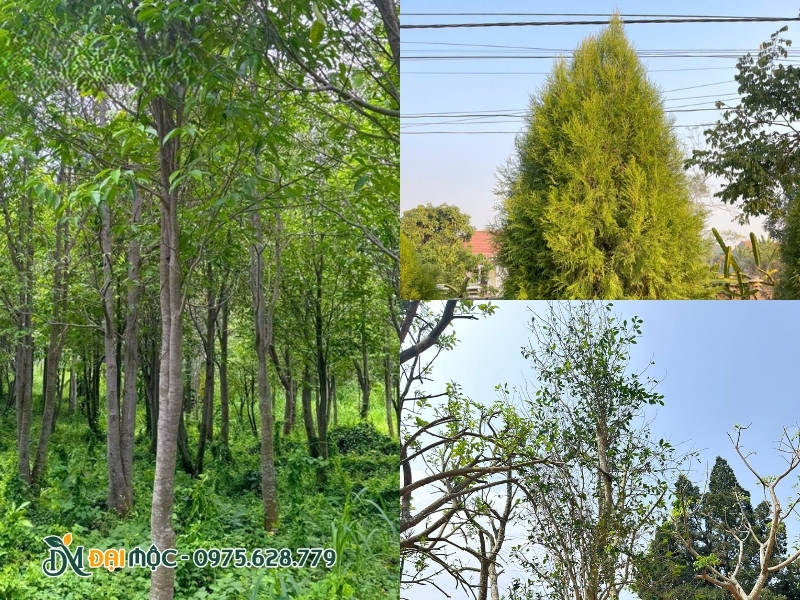 3 loại cây đại thụ tại vườn ươm