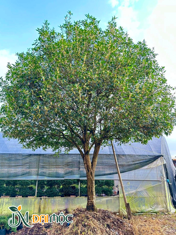 Cây hoa mộc hương ta, tán mâm xôi đẹp