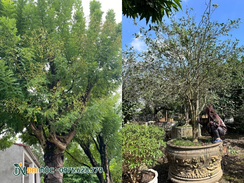 Hiện trạng cây hòe cổ thụ và mộc hương đại thu tại vườn