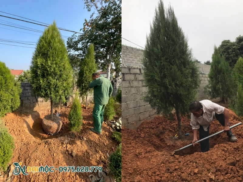 Cây hoàng đàn được chuẩn bị sẵn tại vườn