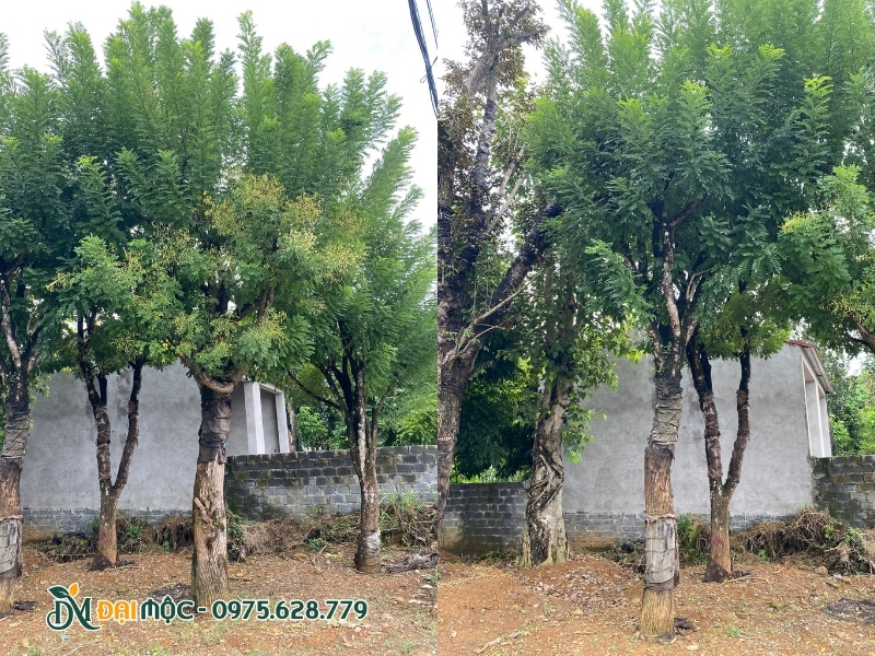 Cây hòe cổ thụ rất phù hợp trồng trong biệt thự