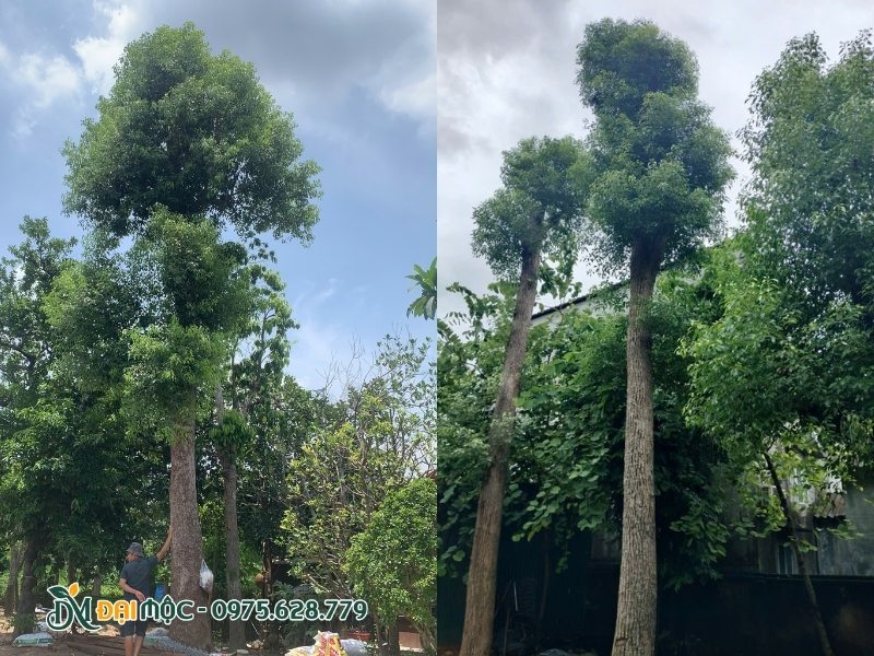Cây long não cổ thụ kích thước siêu khủng