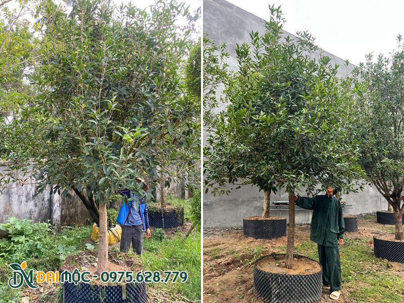 Những cây mộc hương cổ thụ thân tree cao hơn 2m