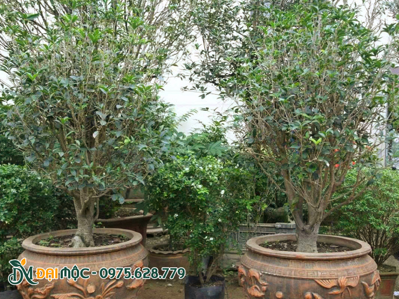 Cây mộc hương cổ thụ đã lên chậu, dáng đẹp, tán cân đối