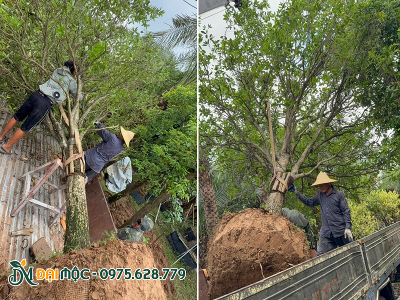Mua cây mộc hương cổ thụ đã dâm ủ kỹ