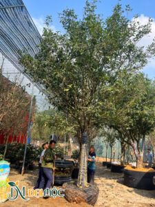 Cây hoa mộc hàng chục năm tuổi thoát thân cao 2m