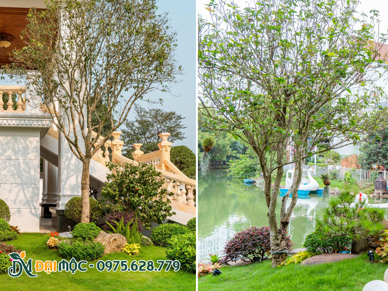Cây mộc hương cổ thụ trồng góc sân vườn nhà biệt thự
