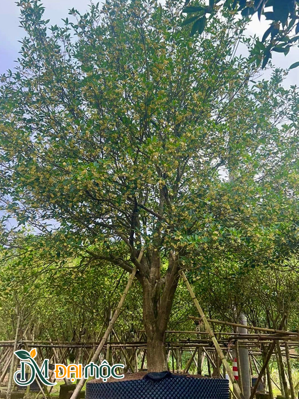 Cây Mộc Hương Cổ Thụ