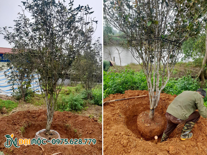 Bứng nóng cây mộc hương ta cổ thụ thân bụi