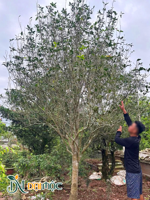 Cây mộc hương cổ thụ cao 4m, dăm cành đẹp