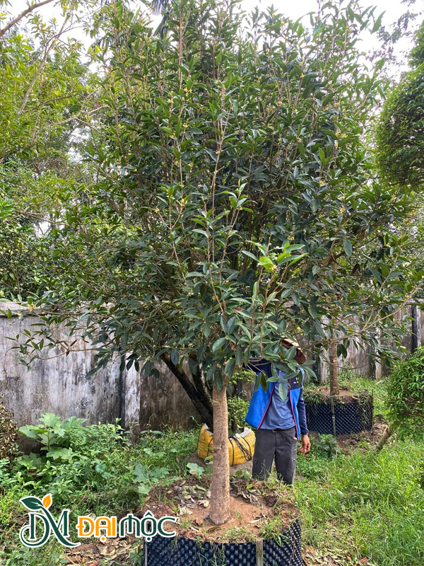 Cây cao 3m, đang dưỡng trong bầu nổi