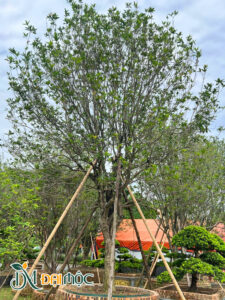 Cây mộc hương trồng trong sân chùa, đền thờ