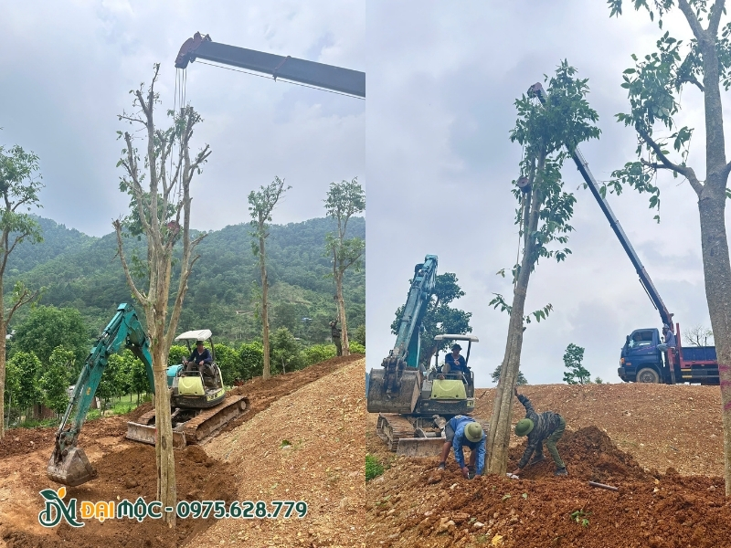 Lấp đất trồng quanh hố của cây săng lẻ cổ thụ