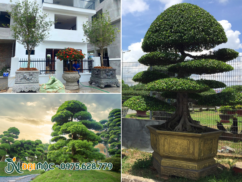 Cây biệt thự cổ thụ có giá trị phong thủy cao