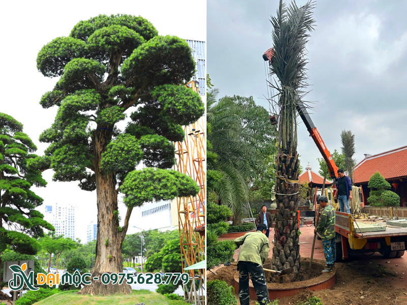 Cây nhập khẩu cổ thụ đang thuần dưỡng tại bãi ủ ở Hà Nội