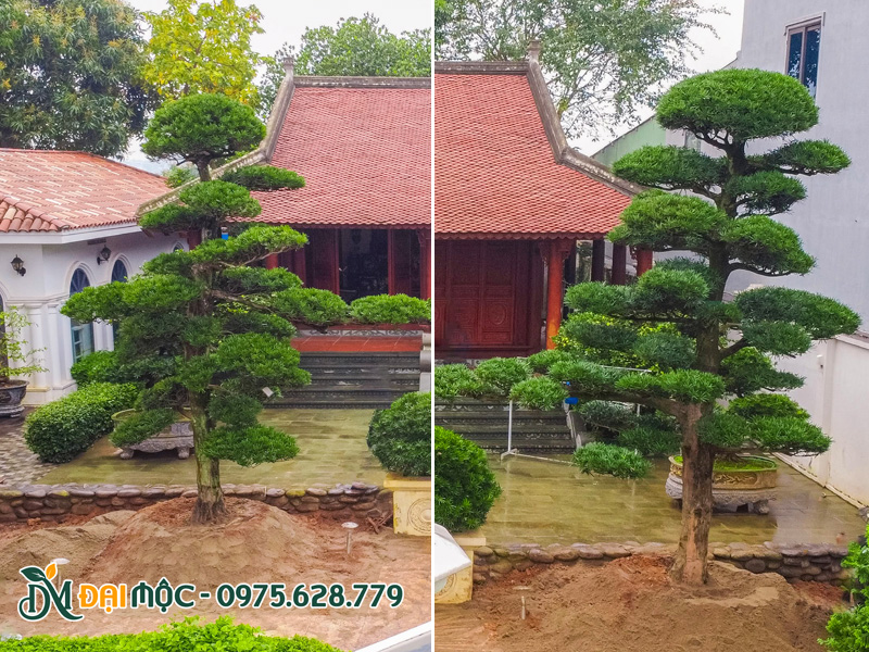 Thi công trồng hai cây tùng la hán cổ thụ trước nhà thờ họ tại Quang Ninh