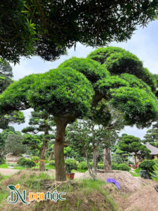 Cây thoát thân cao, dáng bay ấn tượng