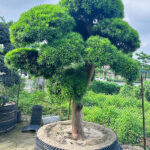 Cây la hán tùng cổ thụ đường kính gốc 25cm