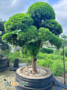 Cây Tùng La Hán Cổ Thụ